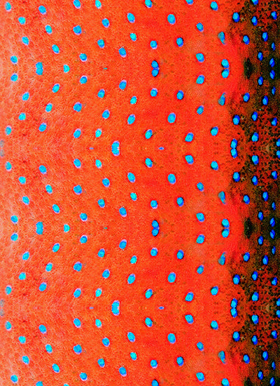 Sun and Wind Buff - Facesocks - Mixed Prints - ® SPF 50+ Sun Protection