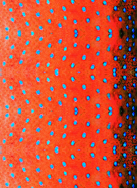 Sun and Wind Buff - Facesocks - Mixed Prints - ® SPF 50+ Sun Protection