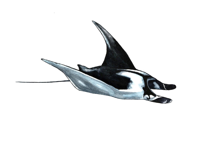 Mask Straps - Neoprene - Maddison Mueller Ocean Art - Ningaloo Defenders