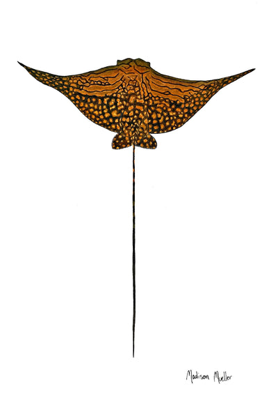 Mask Straps - Neoprene - Maddison Mueller Ocean Art - Ningaloo Defenders