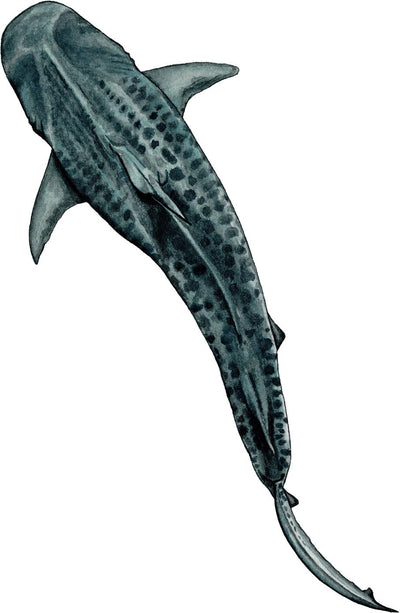 Mask Straps - Neoprene - Maddison Mueller Ocean Art - Ningaloo Defenders